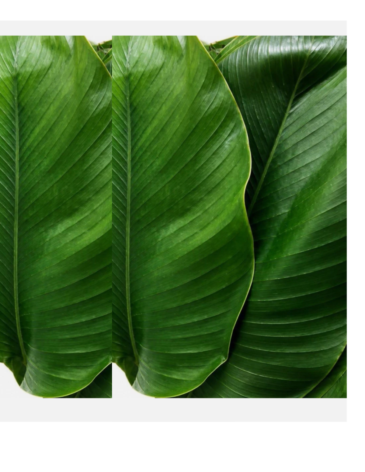 Moin Moin Leaves (30pcs)